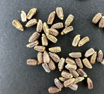 Euphorbia magnifica 10 Pieces Seeds