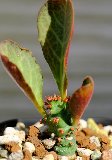 Euphorbia magnifica 10 Pieces Seeds