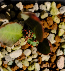 Euphorbia magnifica 10 Pieces Seeds
