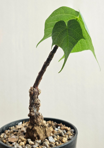 Sterculia colorata 6 Pieces Seeds
