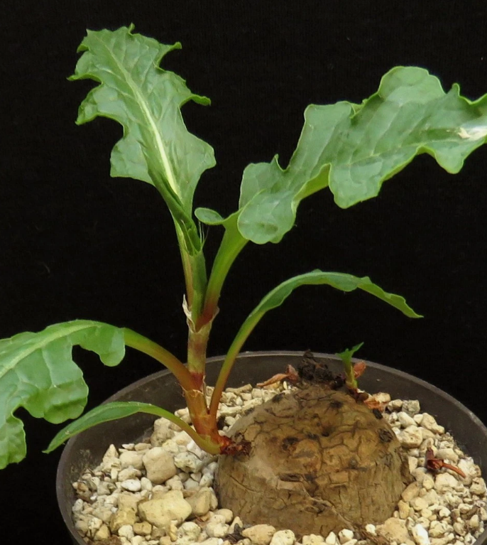 Oxygonum stuhlmannii 5 Pieces Seeds