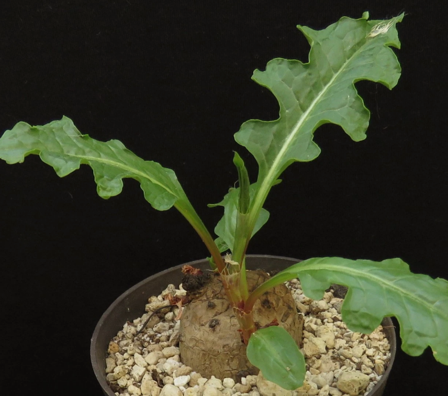 Oxygonum stuhlmannii 5 Pieces Seeds