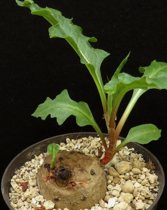 Oxygonum stuhlmannii 5 Pieces Seeds
