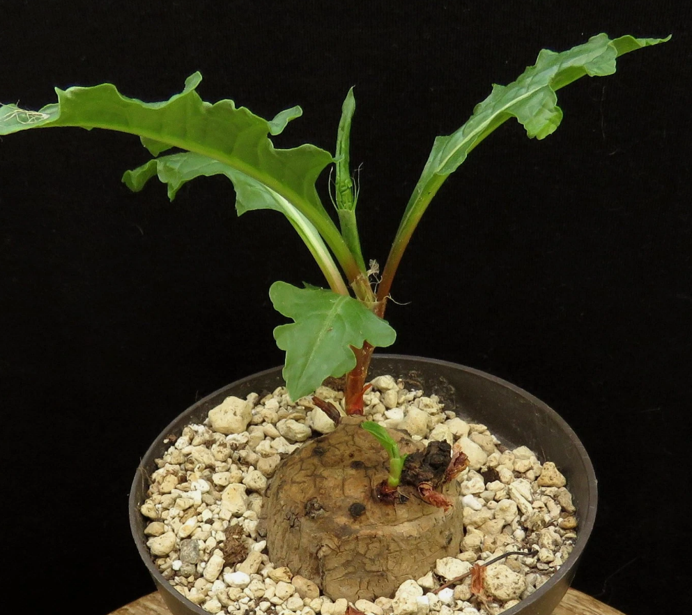 Oxygonum stuhlmannii 5 Pieces Seeds