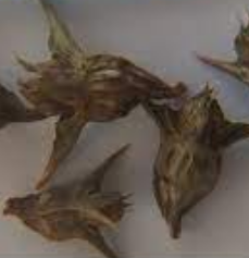Oxygonum stuhlmannii 5 Pieces Seeds