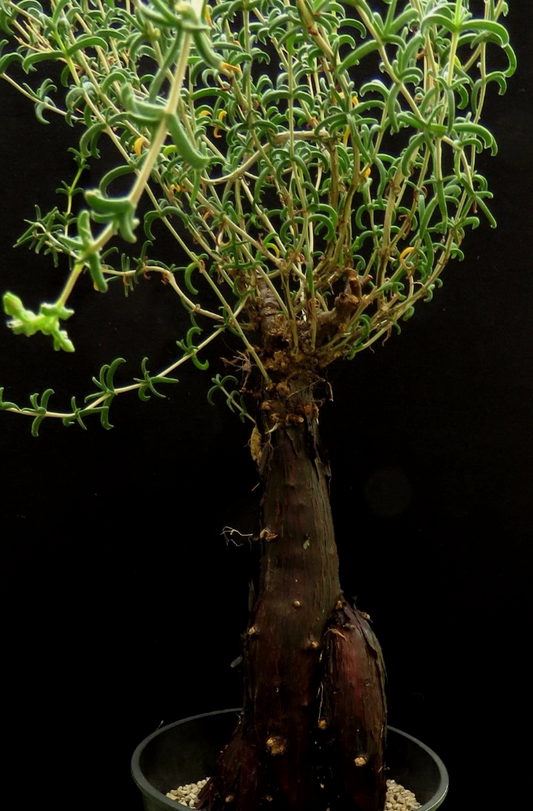 Mestoklema elatum 7 Pieces Seeds