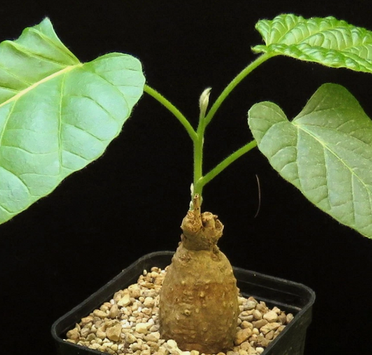 Ipomoea bullata 5 Pieces Seeds