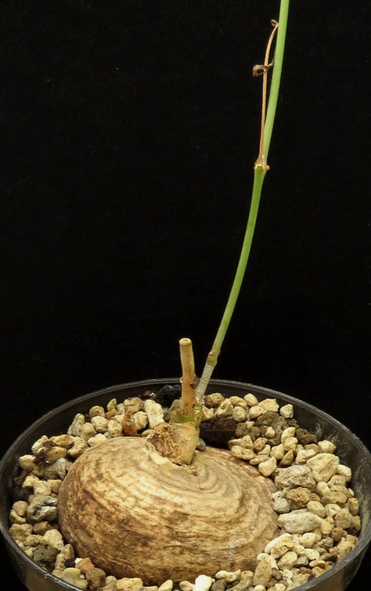 Brachystelma burchellii 5 Pieces Seeds