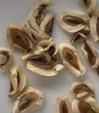 Brachystelma sp. Thai 5 Pieces Seeds