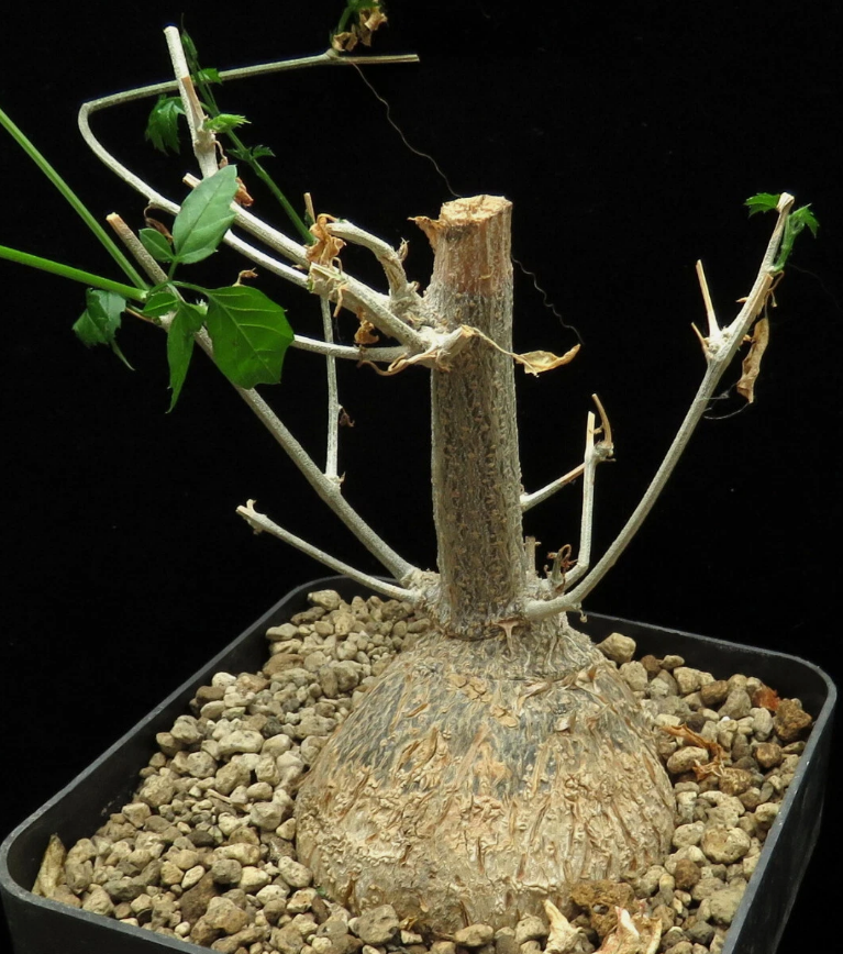 Momordica Rostrata 6 Pieces Seeds