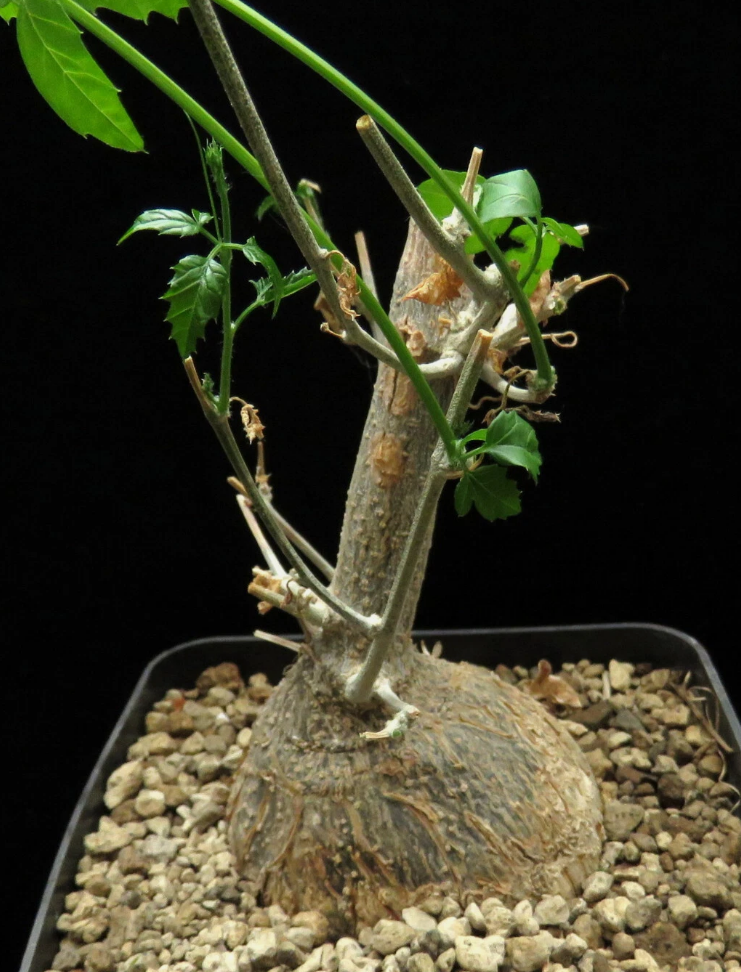 Momordica Rostrata 6 Pieces Seeds