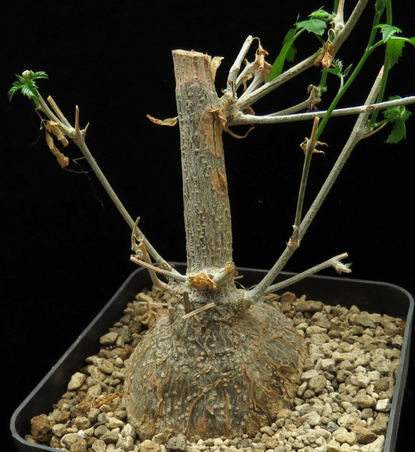 Momordica Rostrata 6 Pieces Seeds