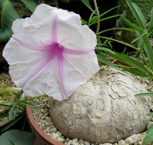 Ipomoea cairica 4 Pieces Seeds
