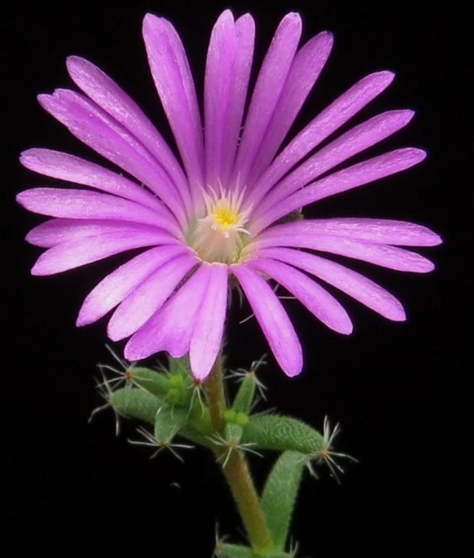 Trichodiadema bulbosum 6 Pieces Seeds