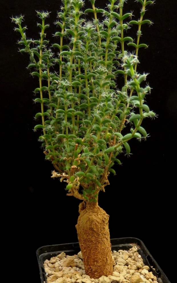 Trichodiadema bulbosum 6 Pieces Seeds