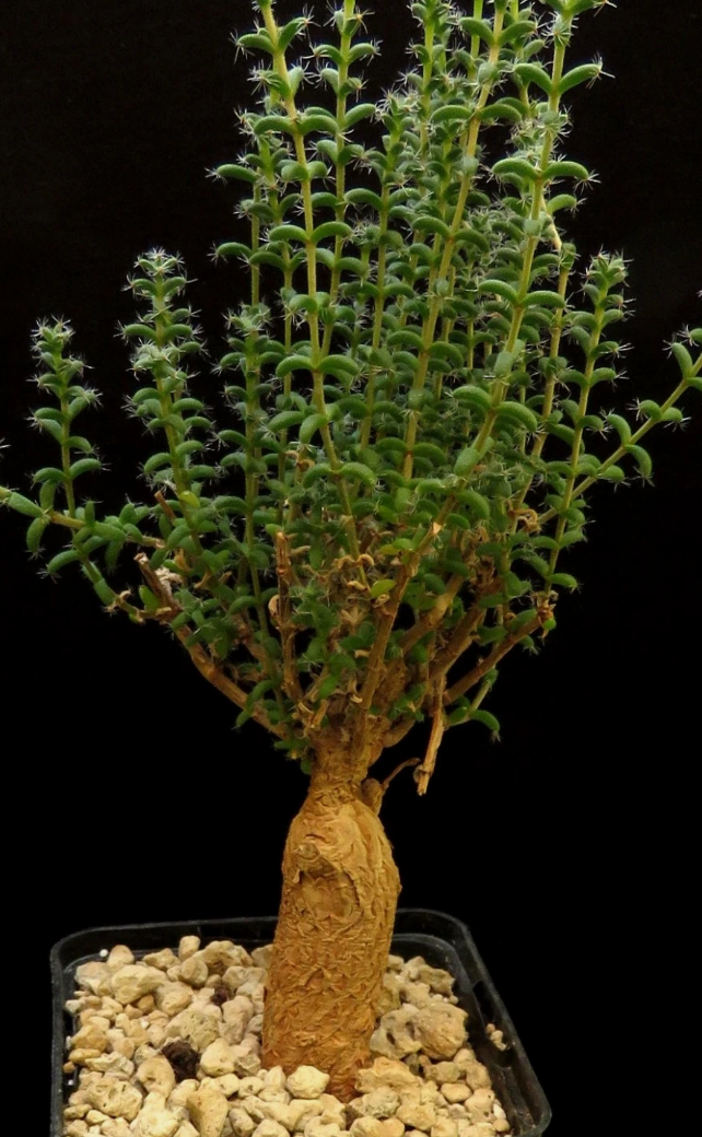 Trichodiadema bulbosum 6 Pieces Seeds