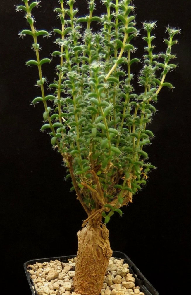 Trichodiadema bulbosum 6 Pieces Seeds