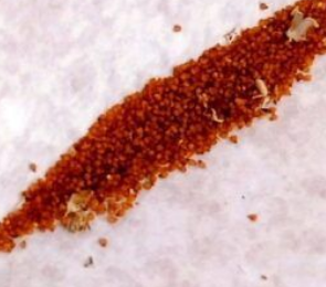 Trichodiadema bulbosum 6 Pieces Seeds