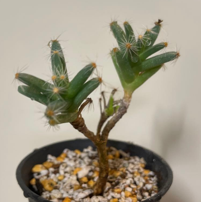 Trichodiadema densum 10 Pieces Seeds