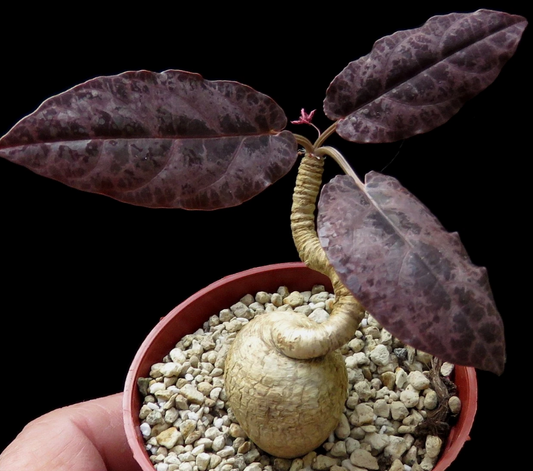 Euphorbia nadiae 4 Pieces Seeds