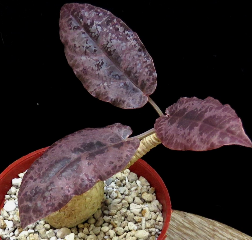 Euphorbia nadiae 4 Pieces Seeds