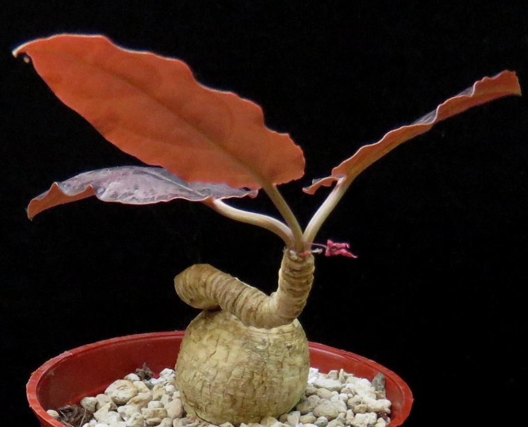 Euphorbia nadiae 4 Pieces Seeds