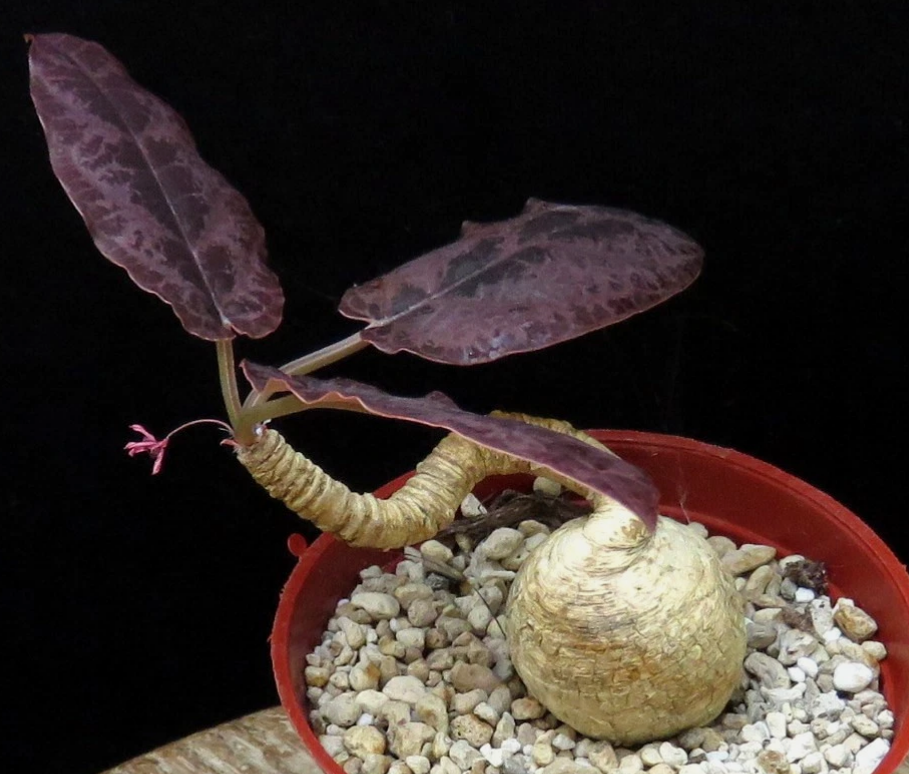 Euphorbia nadiae 4 Pieces Seeds