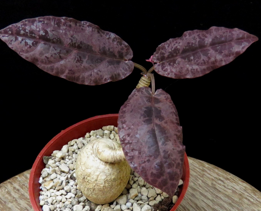 Euphorbia nadiae 4 Pieces Seeds