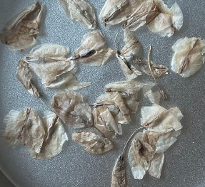 Didierea trollii 7 Pieces Seeds