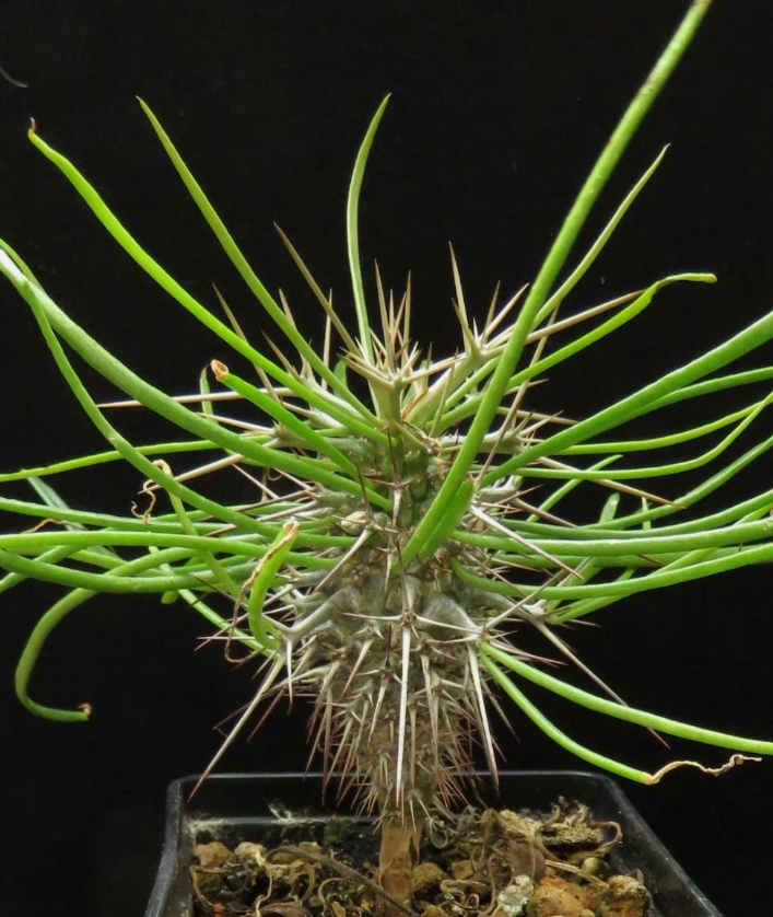 Didierea madagascariensis 7 Pieces Seeds