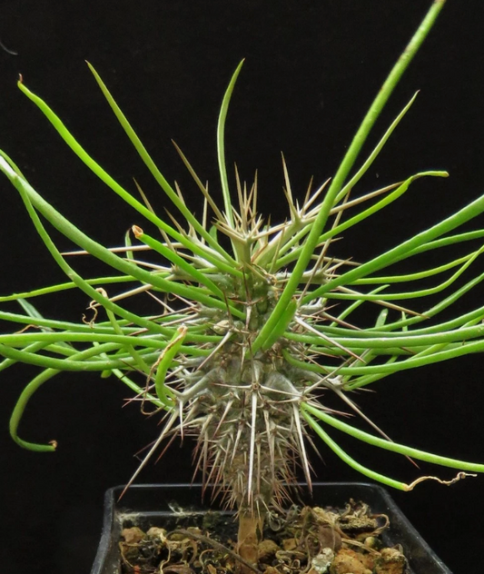 Didierea madagascariensis 7 Pieces Seeds