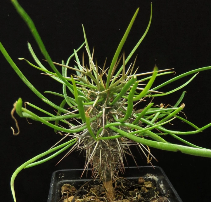 Didierea madagascariensis 7 Pieces Seeds