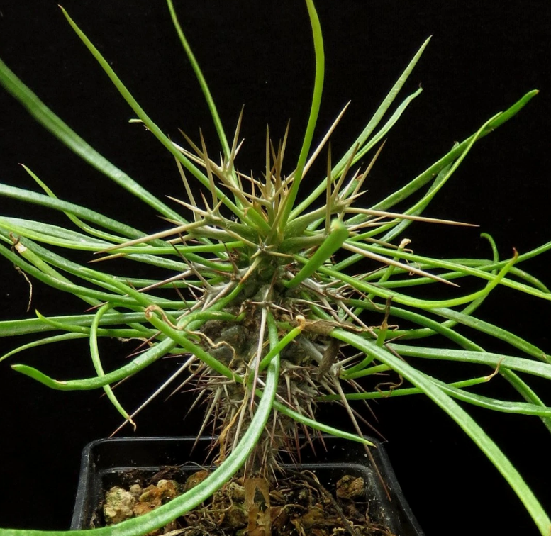 Didierea madagascariensis 7 Pieces Seeds