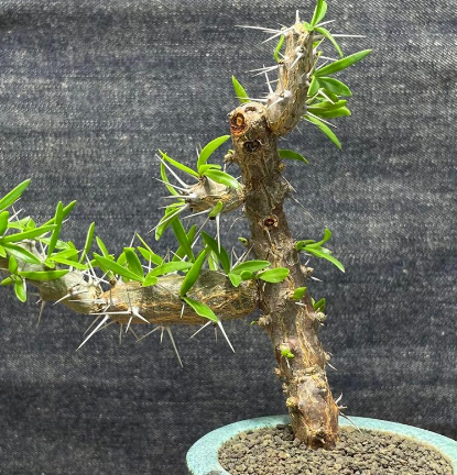 Didierea trollii 7 Pieces Seeds