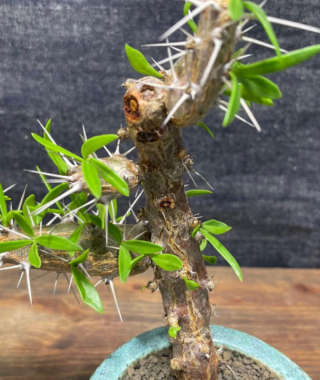 Didierea trollii 7 Pieces Seeds