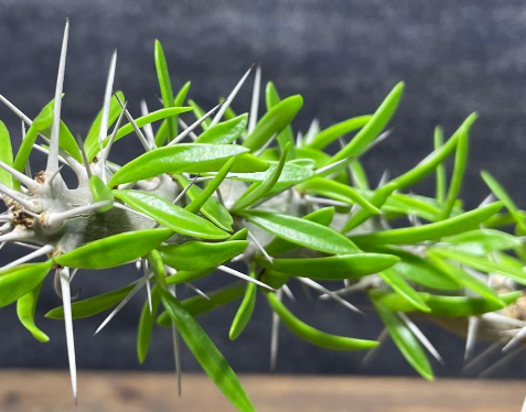 Didierea trollii 7 Pieces Seeds