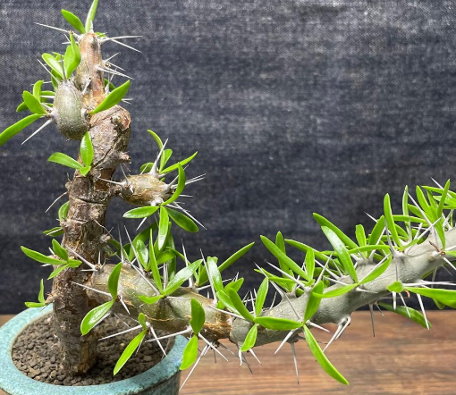 Didierea trollii 7 Pieces Seeds