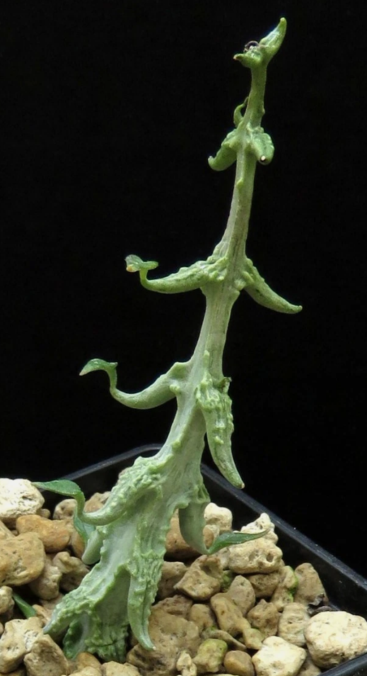 Ceropegia simonae 5 Pieces Seeds