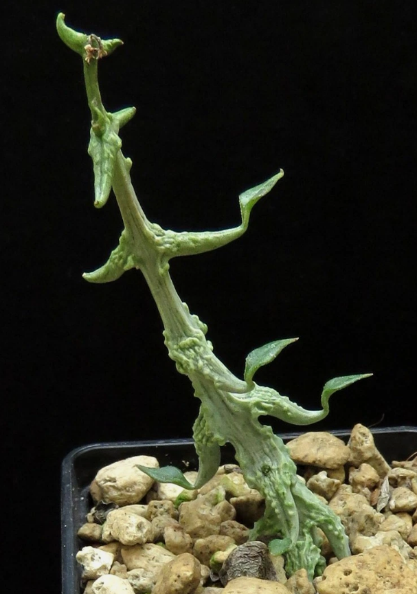 Ceropegia simonae 5 Pieces Seeds