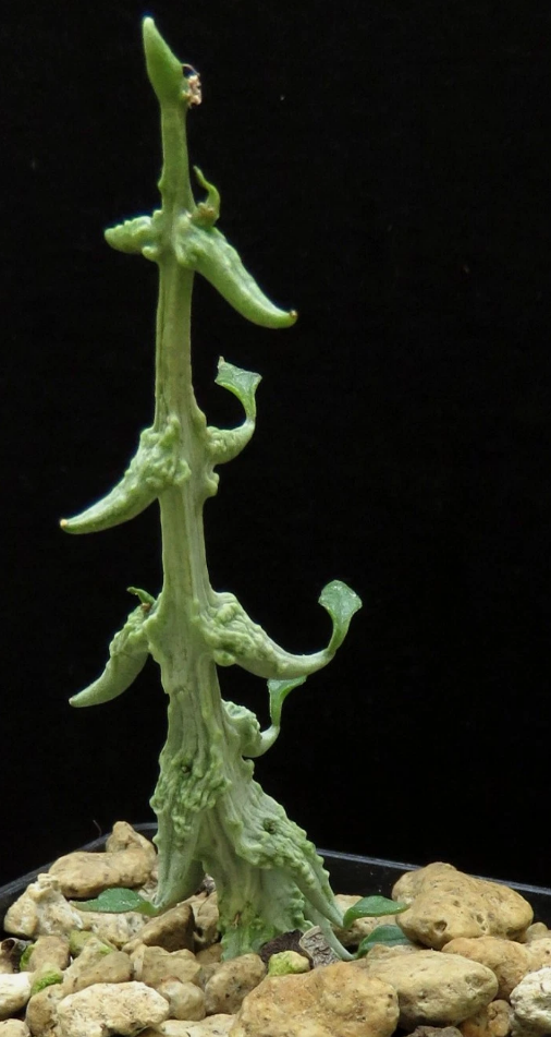 Ceropegia simonae 5 Pieces Seeds