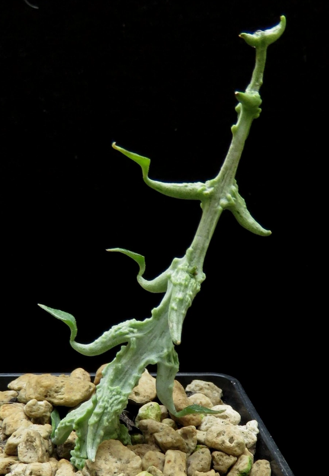 Ceropegia simonae 5 Pieces Seeds