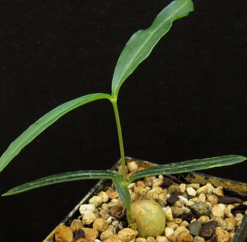 Ceropegia purpurascens 5 Pieces Seeds