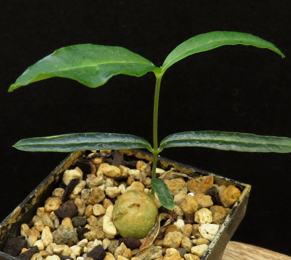 Ceropegia purpurascens 5 Pieces Seeds