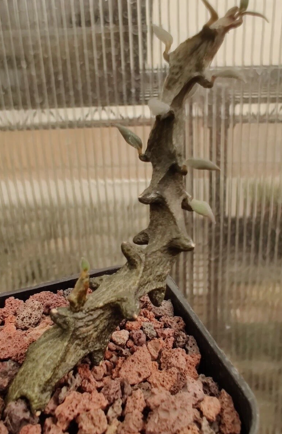 Ceropegia bosseri 5 Pieces Seeds