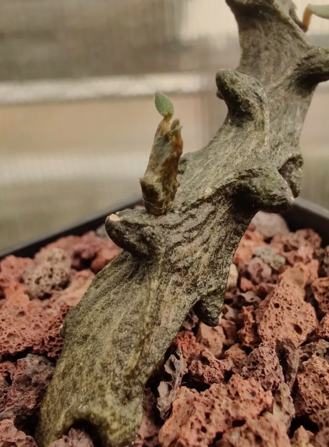 Ceropegia bosseri 5 Pieces Seeds