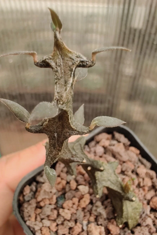 Ceropegia bosseri 5 Pieces Seeds