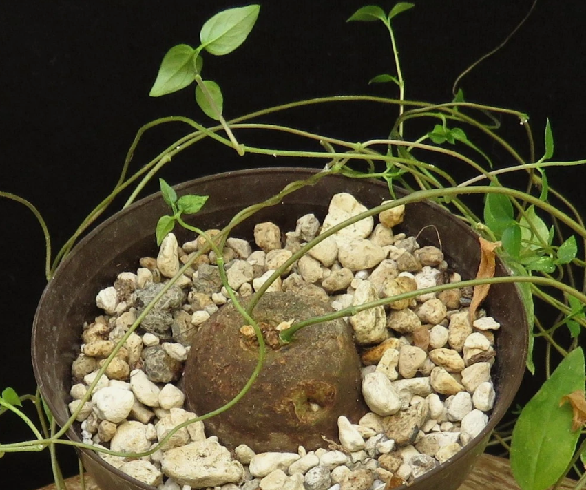 Ceropegia ringoetii 5 Pieces Seeds