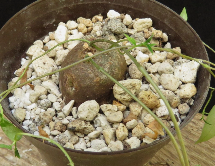 Ceropegia ringoetii 5 Pieces Seeds