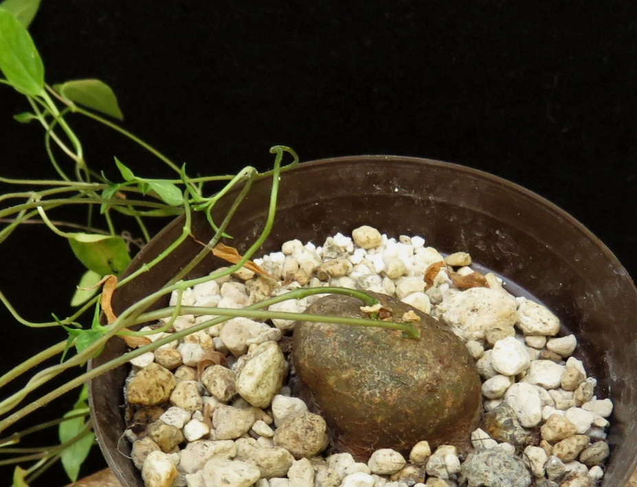 Ceropegia ringoetii 5 Pieces Seeds