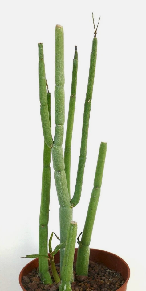 Ceropegia dichotoma 5 Pieces Seeds